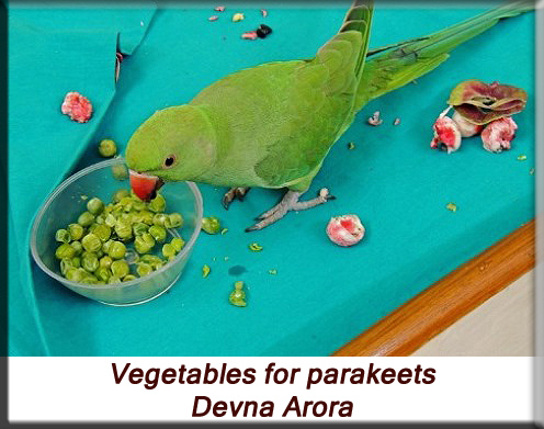 Devna Arora - Feeding parakeets in captivity